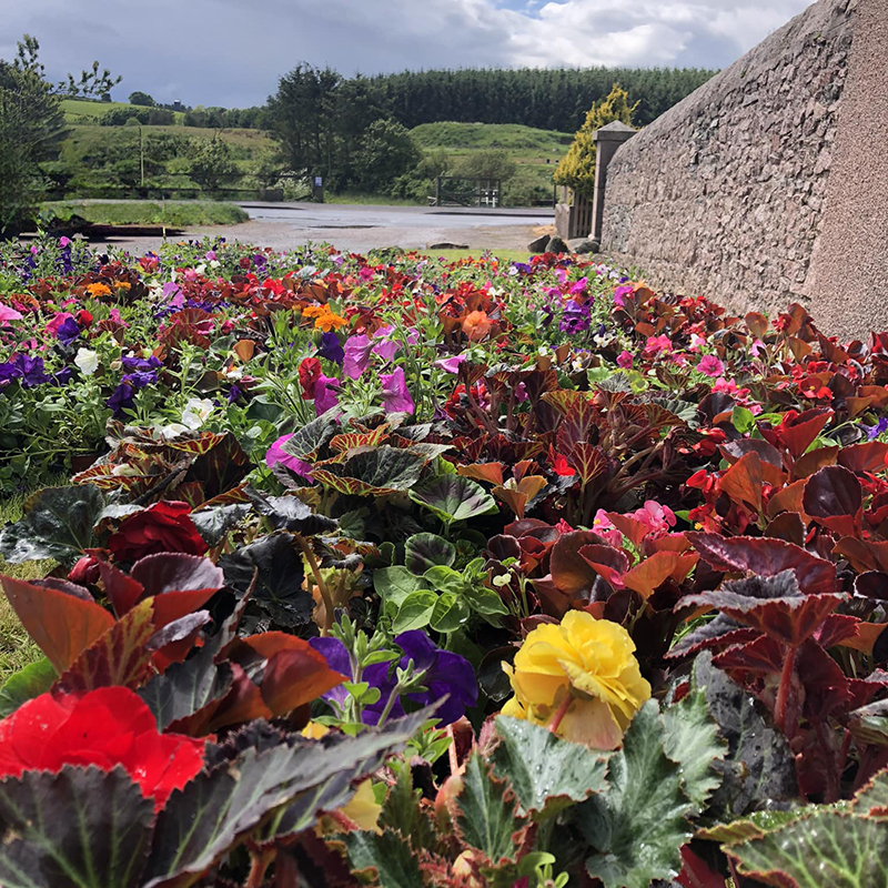 Hatton in Bloom
